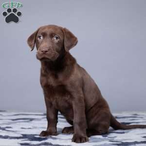 Lindsey, Chocolate Labrador Retriever Puppy